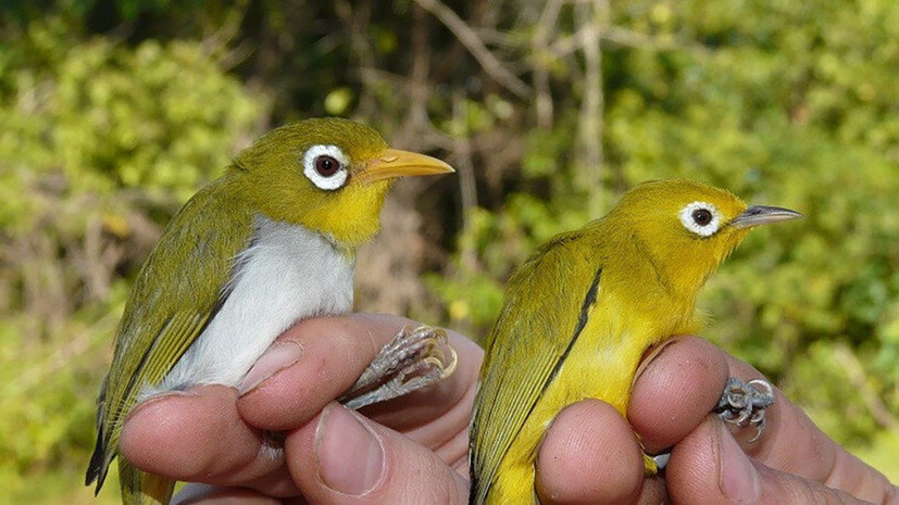 «Настоящая редкость»: в Индонезии обнаружили два новых вида птиц