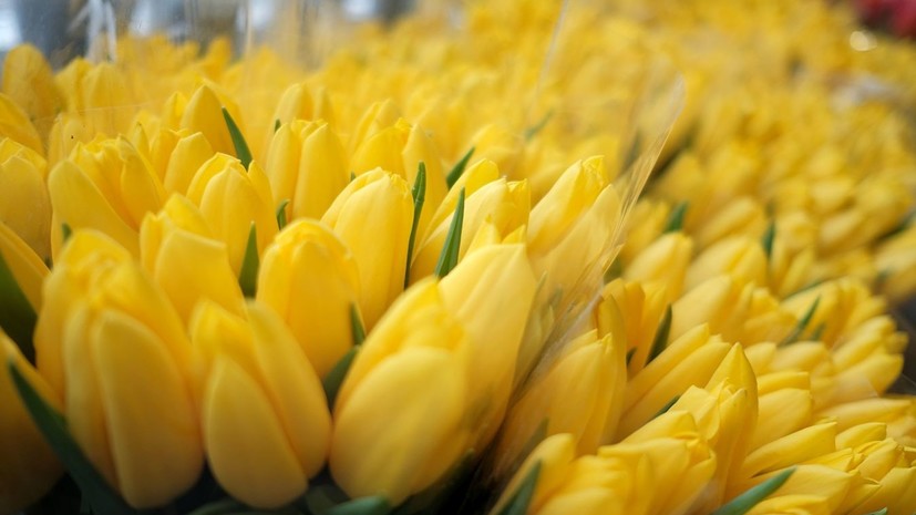 Более 12 млн тюльпанов украсят Москву ко Дню Победы 