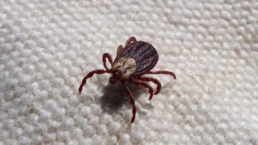 Роспотребнадзор напомнил о действиях при укусе клеща