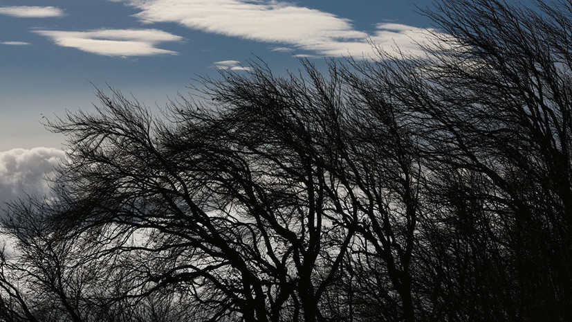 Спасатели предупредили об усилении ветра до 15 м/с в Петербурге