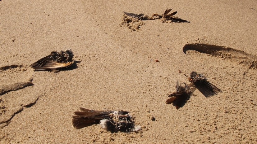 В нацпарке «Куршская коса» прокомментировали массовую гибель перелётных птиц