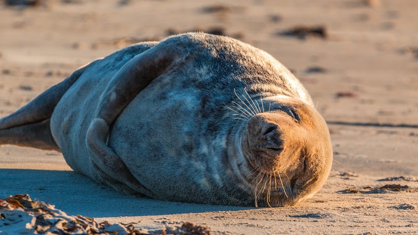 Шестерых спасённых тюленей готовят в Петербурге к возвращению в природу