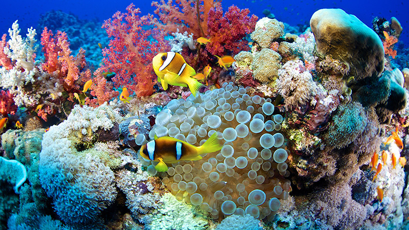 «Заглянуть в будущее»: учёные обнаружили разновидность кораллов, устойчивых к глобальному потеплению