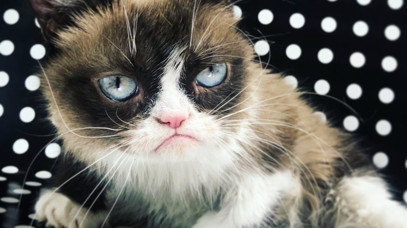 Кошка Grumpy Cat умерла