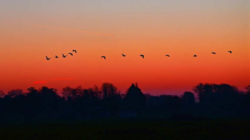 Жителя Омской области подозревают в охоте на краснокнижных птиц