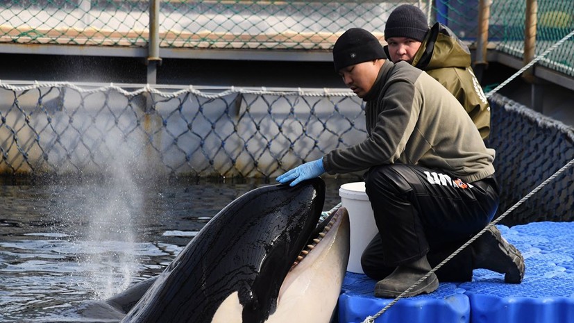 Отловщики отметили риски выпуска косаток из «китовой тюрьмы»