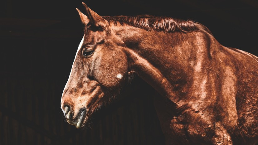 В Екатеринбурге завели дело по факту травмирования подростка в конном клубе