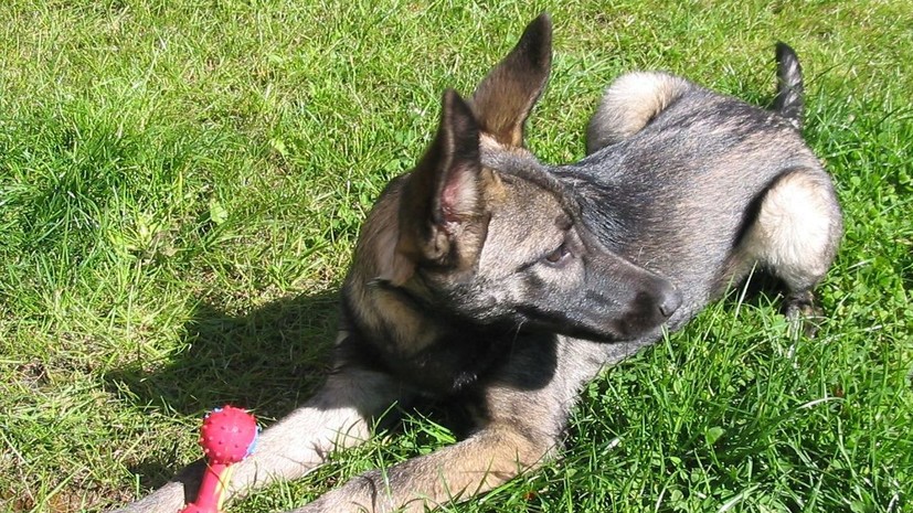 В Финляндии запретили продажу волкособов и ввоз шиповника