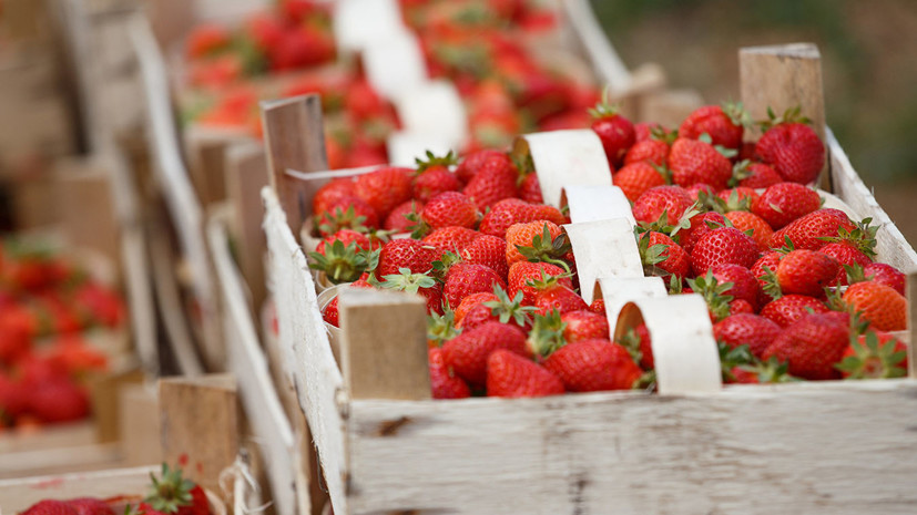 В Москве заработали первые 80 площадок по продаже клубники
