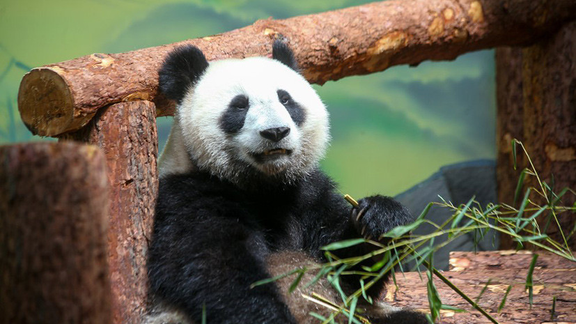 Московский зоопарк приглашает жителей столицы на завтрак с пандами