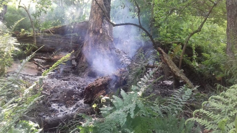 В Кавказском заповеднике рассказали о пожаре из-за удара молнии