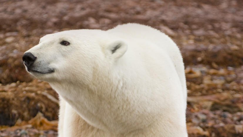 Зоологи отловили гулявшего по Норильску белого медведя