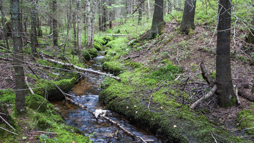 В Оренбургской области направили 68 млн рублей на программу «Сохранение лесов»