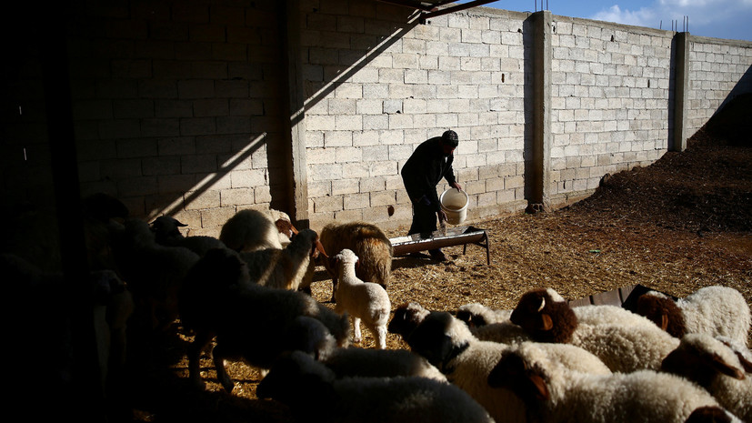 В Сирии оценили нанесённый сельскому хозяйству ущерб за пять лет