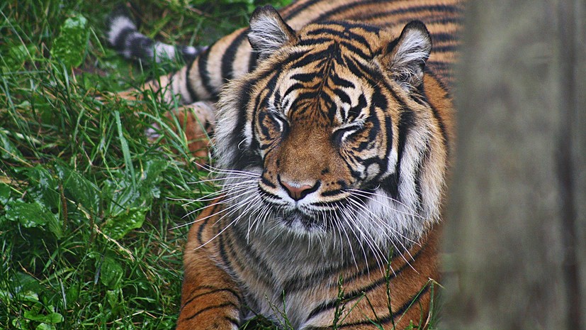 В Оренбургской области тигрица напала на посетителя зоопарка