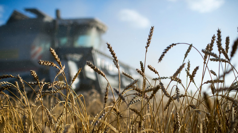 В Крыму собрали 700 тысяч тонн зерновых культур