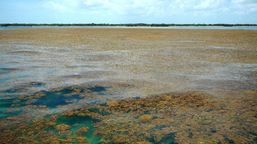 Аномалия в Атлантике: почему в океане стали активно размножаться бурые водоросли 