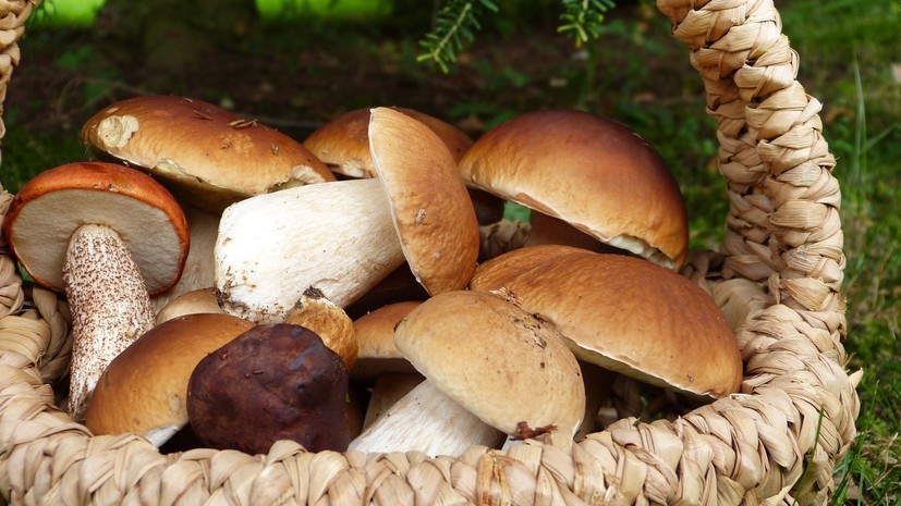 Диетолог оценила калорийность грибов