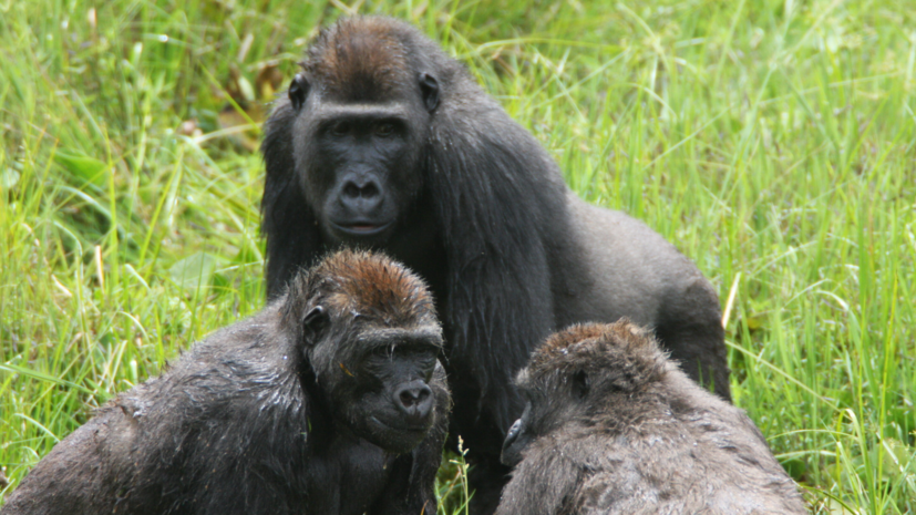 В обществе приматов: социальная система горилл оказалась похожа на отношения людей