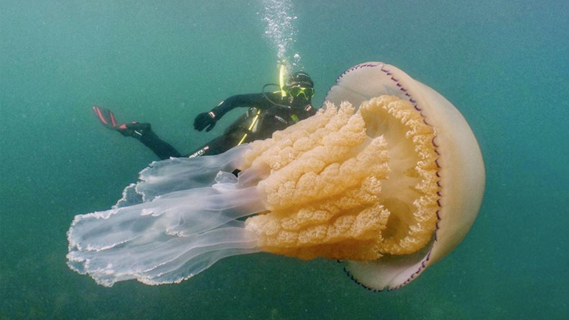 В Британии обнаружили гигантскую медузу