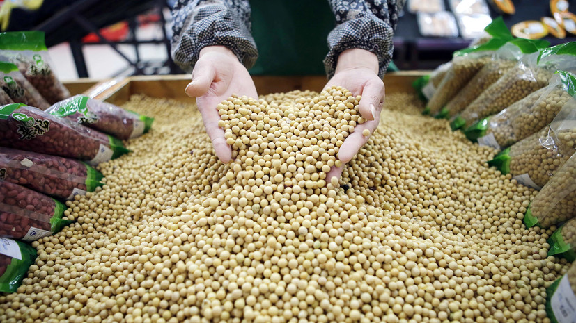 В США прогнозируют исторический максимум экспорта масличных культур из России