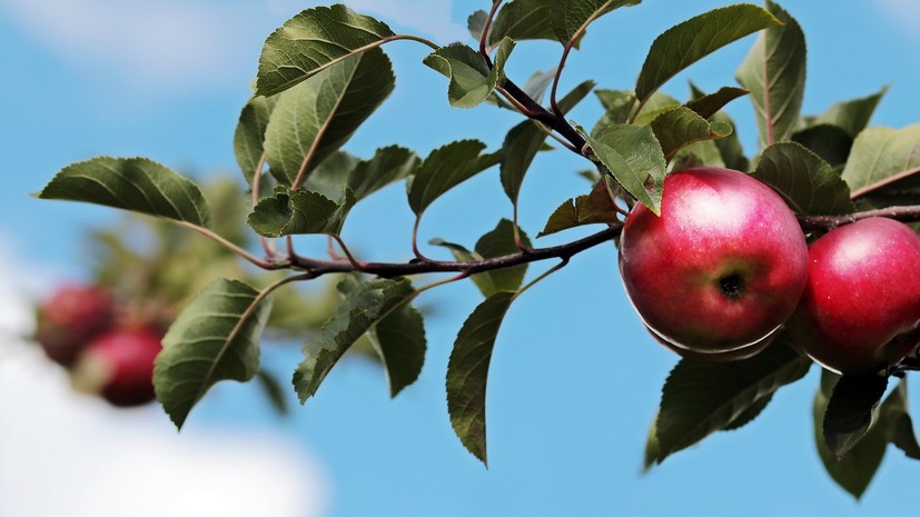 Россельхознадзор отменяет ограничения на ввоз белорусских яблок