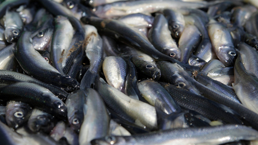 В Керчи изъяли более пяти тонн некачественной рыбной продукции