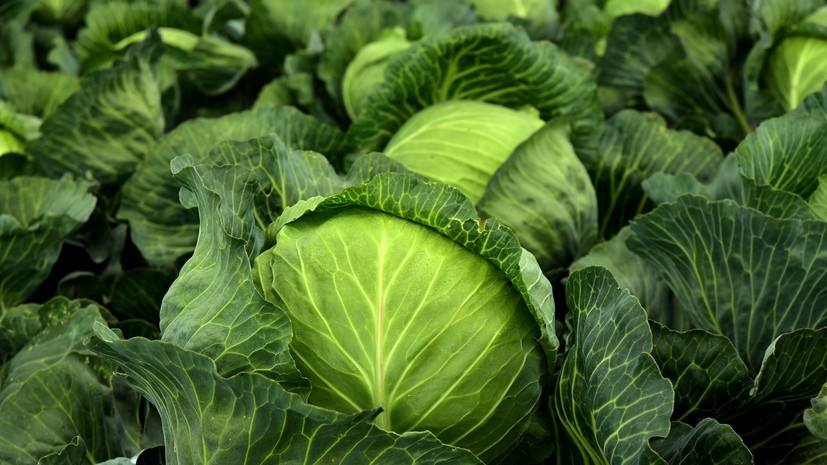 В Подмосковье началась уборка урожая