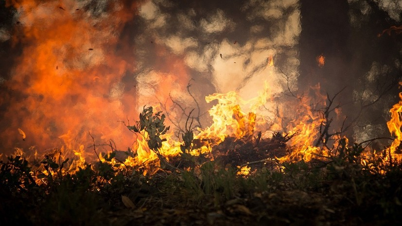 На западе Москвы возник лесной пожар