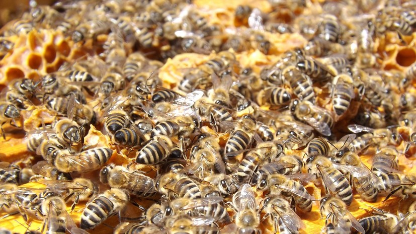 В Томской области зафиксировали массовую гибель пчёл