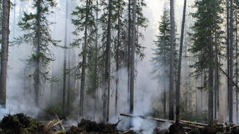 Глава Красноярского края назвал бессмысленным тушение пожаров в Сибири