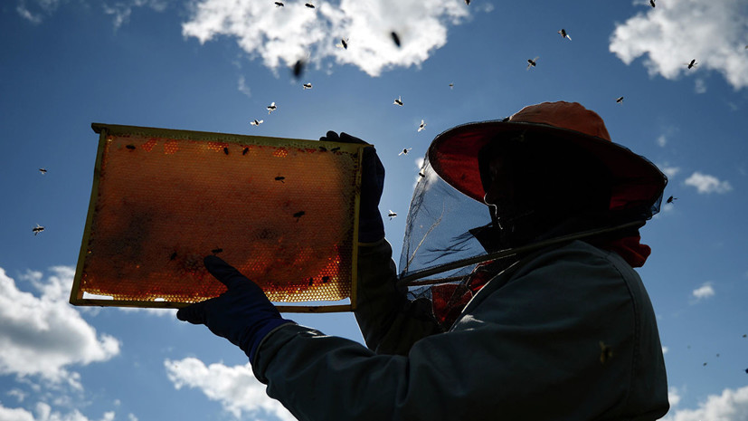 Минсельхоз оценил количество погибших в России пчёл