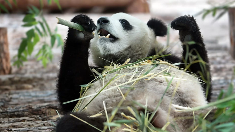 В Московском зоопарке рассказали о праздновании дней рождения панд 31 июля