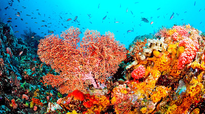 Для коралловых рифов и их обитателей повышение температуры Мирового океана представляет большую опасность