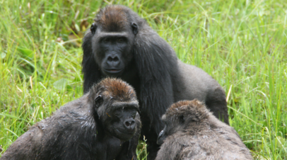 Молодые гориллы общаются после приёма пищи