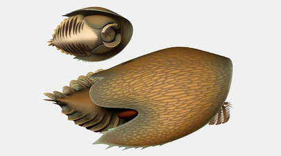 Реконструкция внешнего вида Cambroraster falcatus