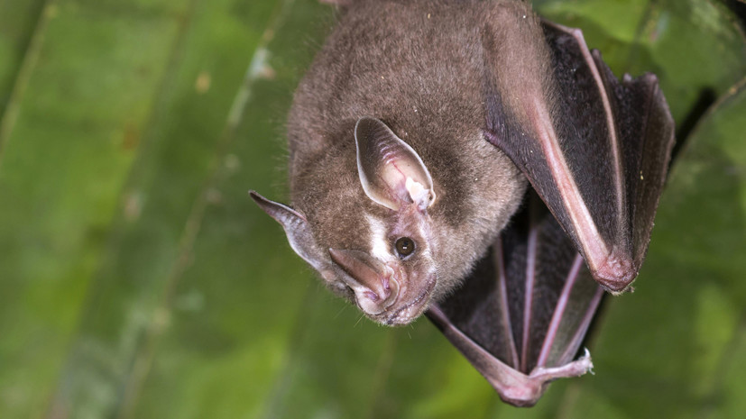 Радары листоносов: специалисты изучили способы охоты летучих мышей