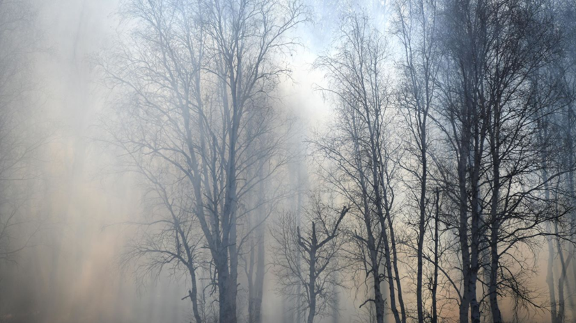 Прирост площадей лесных пожаров в Сибири сократился в пять раз 