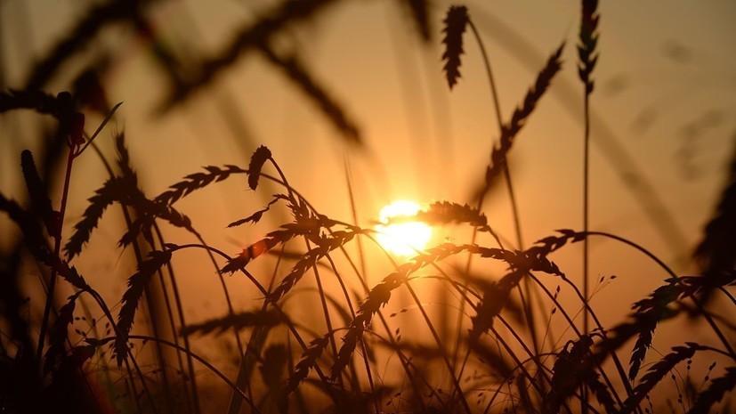В Крыму отчитались о сборе урожая ранних зерновых и зернобобовых культур