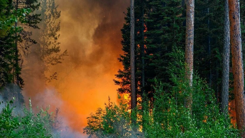 Генпрокуратура назвала причины распространения лесных пожаров в Сибири