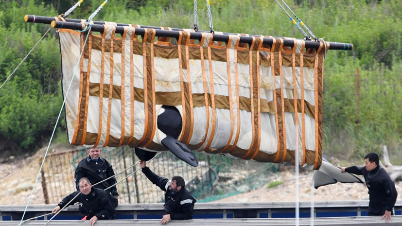 Всех косаток выпустят из «китовой тюрьмы» в Приморье до 1 сентября