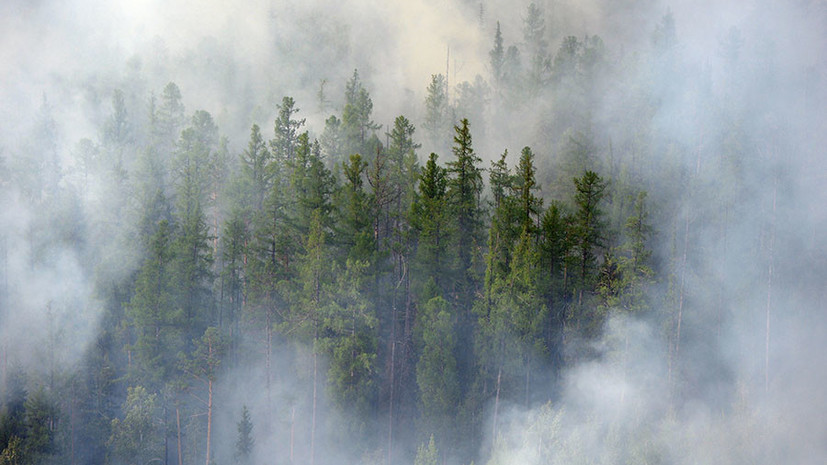 «Прикрывали незаконные вырубки»: в Генпрокуратуре заявили о случаях намеренного поджога леса в Сибири