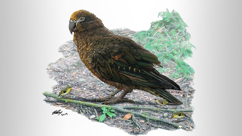 Пернатый Геракл: учёные обнаружили останки самого большого попугая на Земле