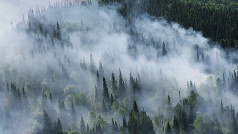 В Красноярском крае оценили ущерб от лесных пожаров