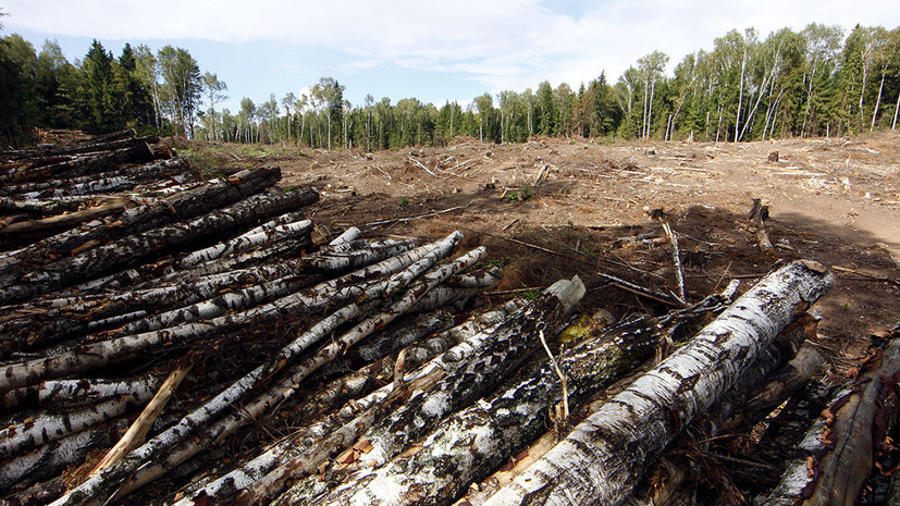 В Красноярском крае возбудили дело по факту незаконной рубки леса