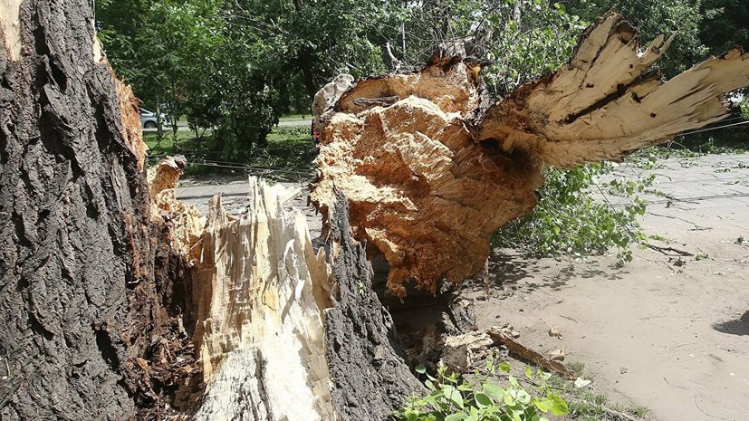 В Москве сильный ветер повалил 15 деревьев