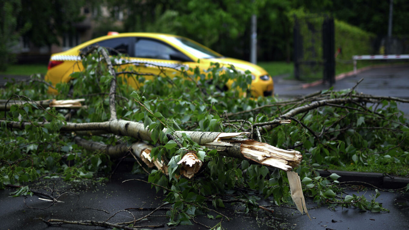 В Москве из-за ветра 36 автомобилей получили повреждения