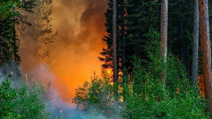 В МЧС сообщили о ликвидации 63 лесных пожаров в России за сутки