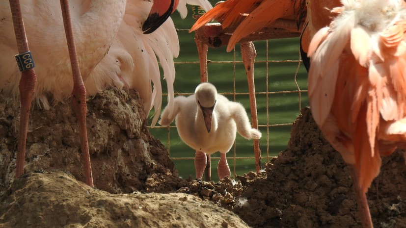В Московском зоопарке заявили о создании самой большой популяции фламинго в России