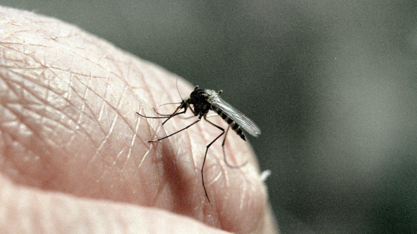Роспотребнадзор опроверг данные об опасных комарах на юге России